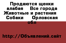 Продаются щенки алабая  - Все города Животные и растения » Собаки   . Орловская обл.